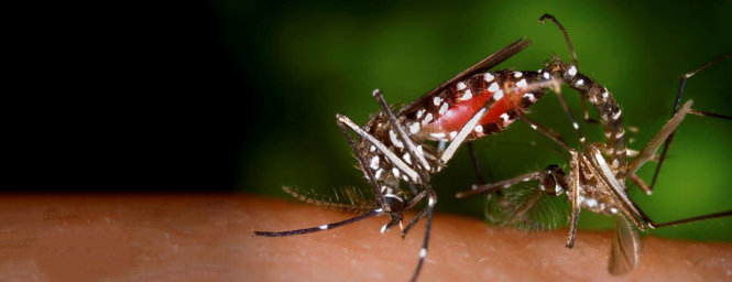 Một cặp muỗi vằn Aedes albopictus đang giao phối, đây là chủng muỗi gây truyền nhiễm các bệnh sốt xuất huyết, Zika và sốt vàng. Con muỗi cái lớn hơn muỗi đực nhiều. Ảnh: Wikimedia Commons