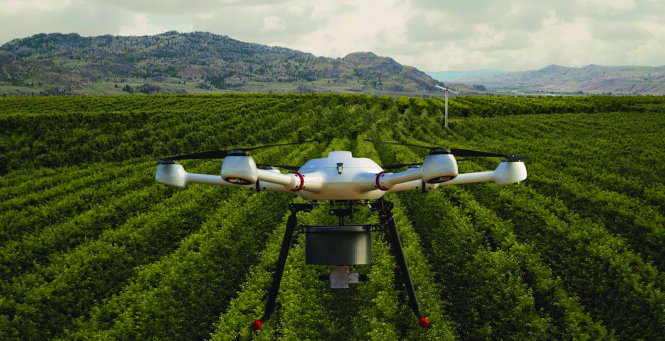 Drone đã được sử dụng để phát tán muỗi đực đã triệt sản trong các thử nghiệm và cho thấy những hiệu quả trên thực tế ở Brazil - Ảnh: FRUIT GROWNERS NEWS