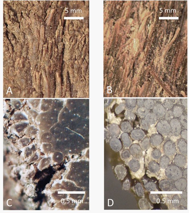 Bề mặt và cấu tạo của sừng tê thật (trái) và sừng tê giả (phải) của các nhà khoa học Anh. Ảnh: Scientific Reports