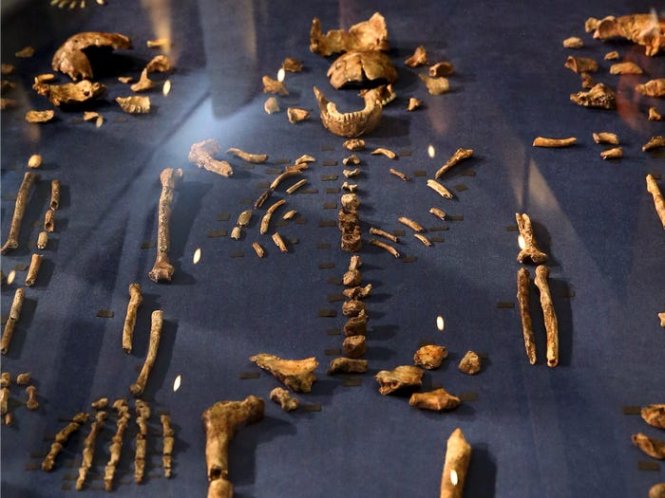 Di cốt hóa thạch của loài Homo naledi tìm thấy ở Nam Phi. Ảnh: Reuters