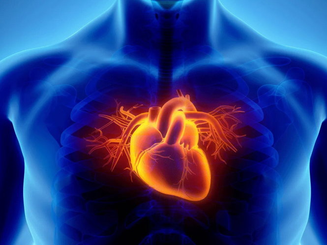 Quả tim giả in bằng công nghệ 3D. -Nguồn: Getty images
