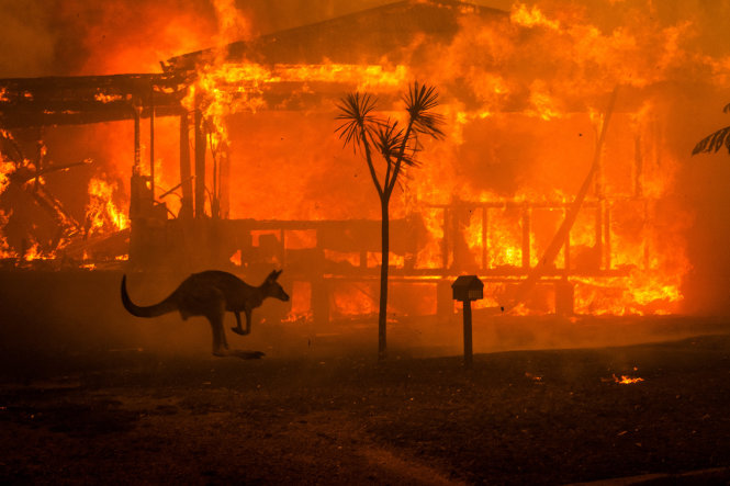 Cháy rừng ở Úc. Ảnh: New York Times