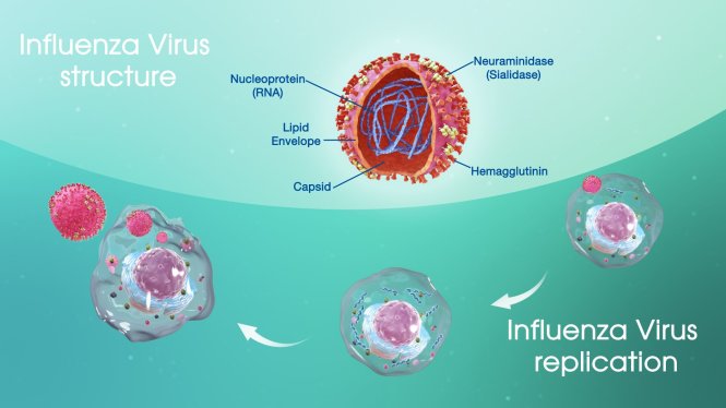 Cấu trúc và vòng đời của virus influenza. Ảnh: scientificanimations.com