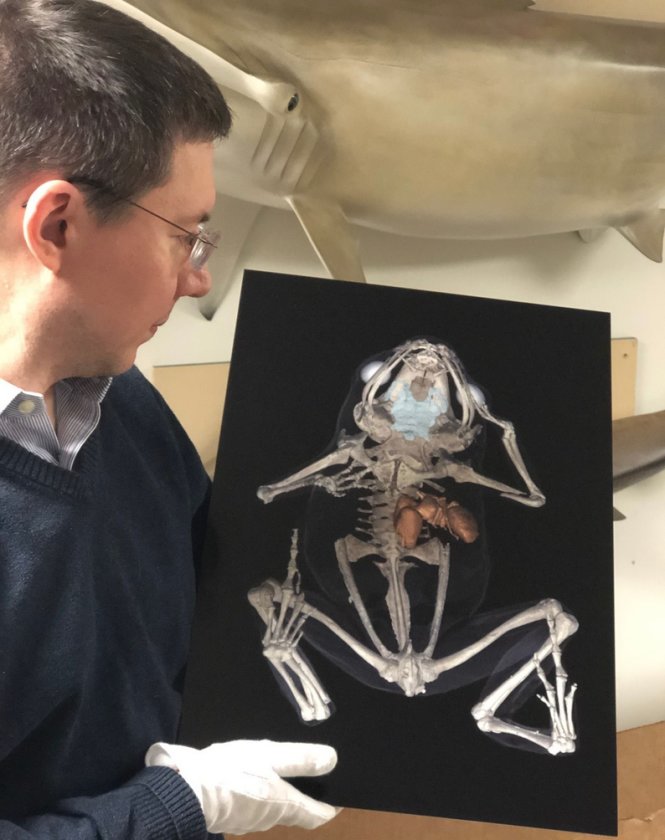 Người tổ chức triển lãm ảnh khoa học Under the Skin, tiến sĩ Daniel Ksepka bên tác phẩm chụp hình giải phẫu một con ếch bằng máy quét CT. Ảnh: Bruce Museum