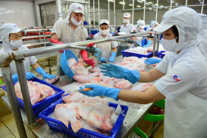Công nhân sơ chế cá diêu hồng tại Công ty cổ phần Kinh doanh thủy hải sản Sài Gòn (APT), Q.Bình Tân, TP.HCM. Ảnh: Quang Định
