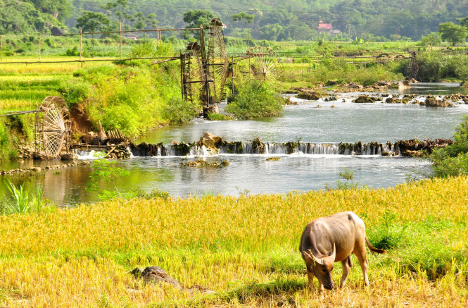 Pù Luông (Thanh Hóa), một điểm hấp dẫn của du lịch trong nước mà H. chọn để thay cho tour Hàn Quốc nhân kỷ niệm ngày cưới của cha mẹ mình. Ảnh: NTT