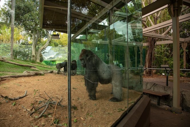 Khỉ đột biết nhận ra sự thiếu vắng của khách tham quan. Ảnh: Sở thú San Diego