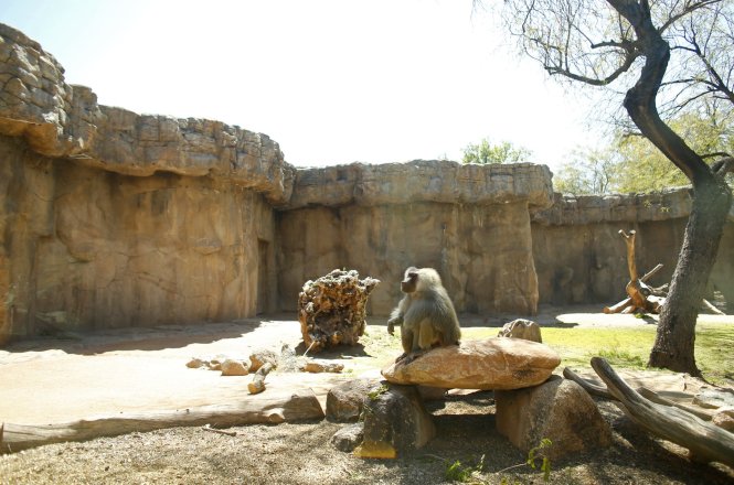 Một con khỉ đầu chó ngồi cô đơn vì không có khách tham quan ở Sở thú Phoenix (Mỹ). Ảnh: The Republic