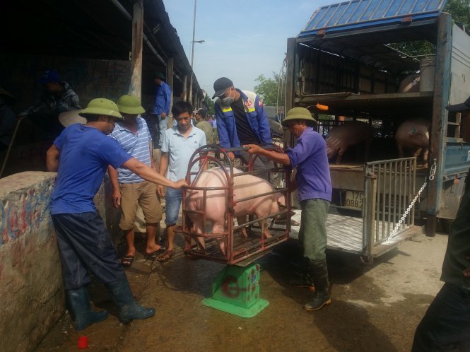 Cân lợn ở chợ lợn Bình Lục. Ảnh: Đỗ Quang Tuấn Hoàng