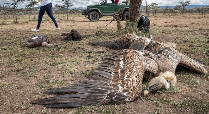 Kền kền nhiễm độc sau khi ăn xác một con linh cẩu bị đánh thuốc trừ sâu. Ảnh: NatGeo