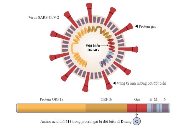 Đồ họa: Jonathan Corum. Nguồn dữ liệu: Scripps Research