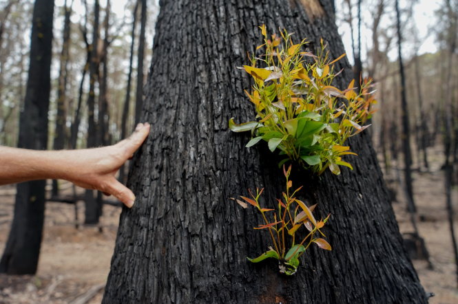 Mầm xanh nhú ra từ thân cây bị cháy đen sau hỏa hoạn thảm khốc ở New South Wales, Úc. Ảnh: NPR
