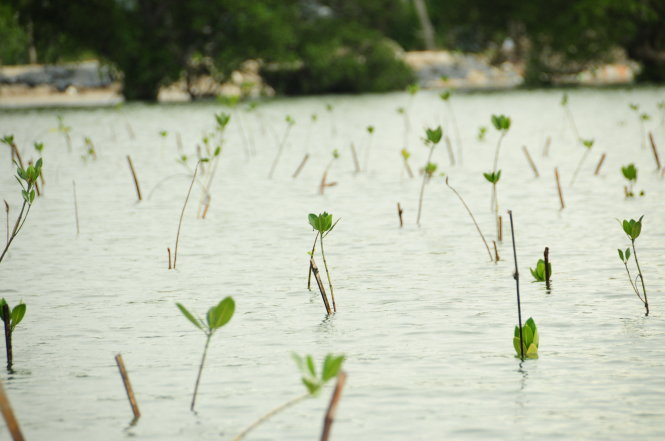 Những cây con được người dân cùng các dự án trồng đã mọc lá, vượt lên khỏi mực nước triều. Ảnh: B.D