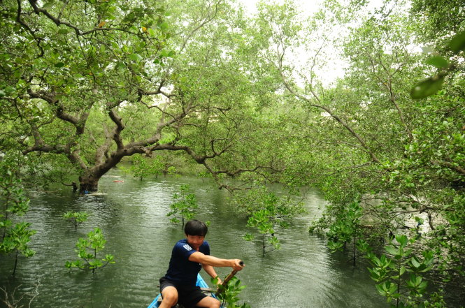 Khu rừng ngập mặn tuổi đời trăm năm ở xã Tam Giang, huyện Núi Thành, tỉnh Quảng Nam đang là kè chắn mềm bảo vệ các ngôi làng trong đất liền. Ảnh: B.D