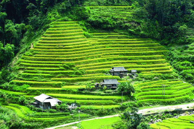 Những thửa ruộng bậc thang ở Hoàng Su Phì (Hà Giang). Ảnh: Huy Thọ