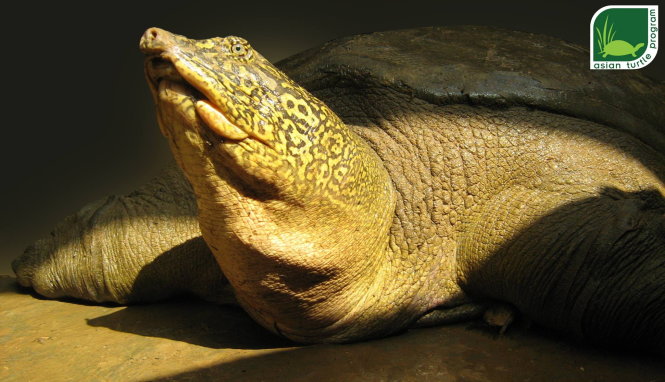 Cá thể rùa Hoàn Kiếm được tìm thấy ở hồ Đồng Mô vào năm 2007. Ảnh: ATP