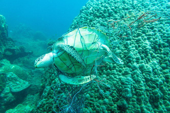 Rùa biển vướng vào lưới thải dưới biển ở Côn Đảo. Ảnh Vườn quốc gia Côn Đảo cung cấp