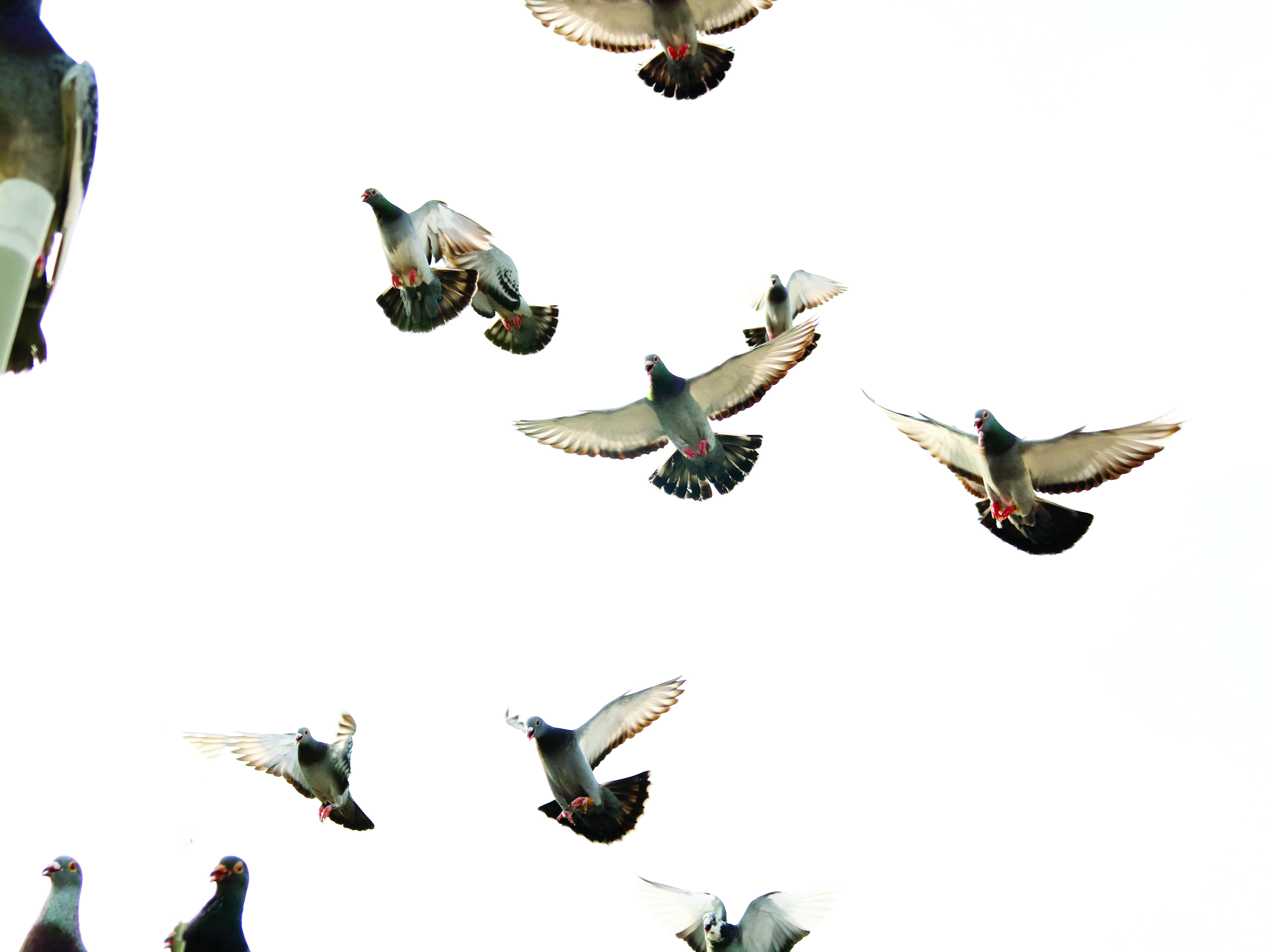 Hình nền Nền Chim Bồ Câu Trắng đậu Trên Cành Nền, Hình ảnh Chim Bồ Câu, Chim,  Chim Bồ Câu Background Vector để tải xuống miễn phí - Pngtree