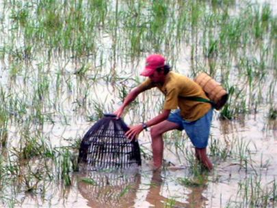 Thi tuyển thiết kế Bảo tàng Nông nghiệp Đồng bằng sông Cửu Long- Ảnh 3. Vĩnh Long: xây bảo tàng nông nghiệp - nông thôn