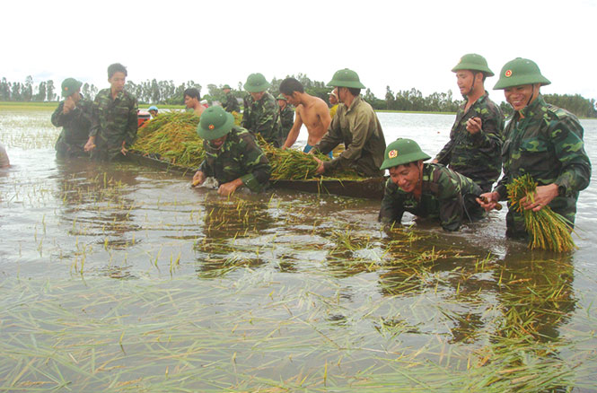 Các chiến sĩ biên phòng tỉnh Long An giúp dân thu hoạch lúa bị ngập trong nước lũ - Ảnh: Văn đát