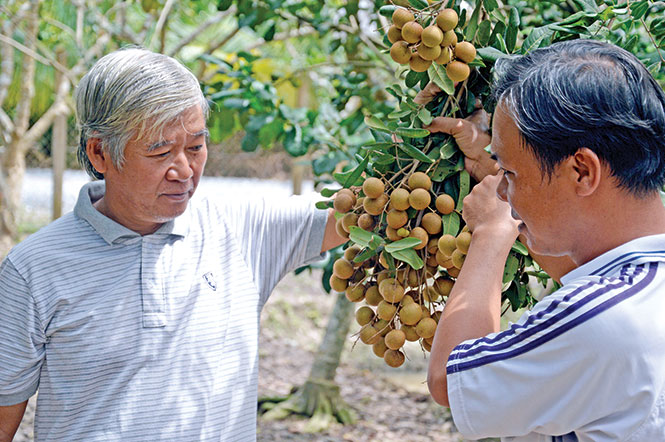 Vườn nhãn của ông Nguyễn Ngọc Hữu (trái) ở Tam Hiệp, Bình Đại, Bến Tre - một trong những vườn nhãn đạt tiêu chuẩn xuất khẩu sang Mỹ - Ảnh: Thành Nhơn