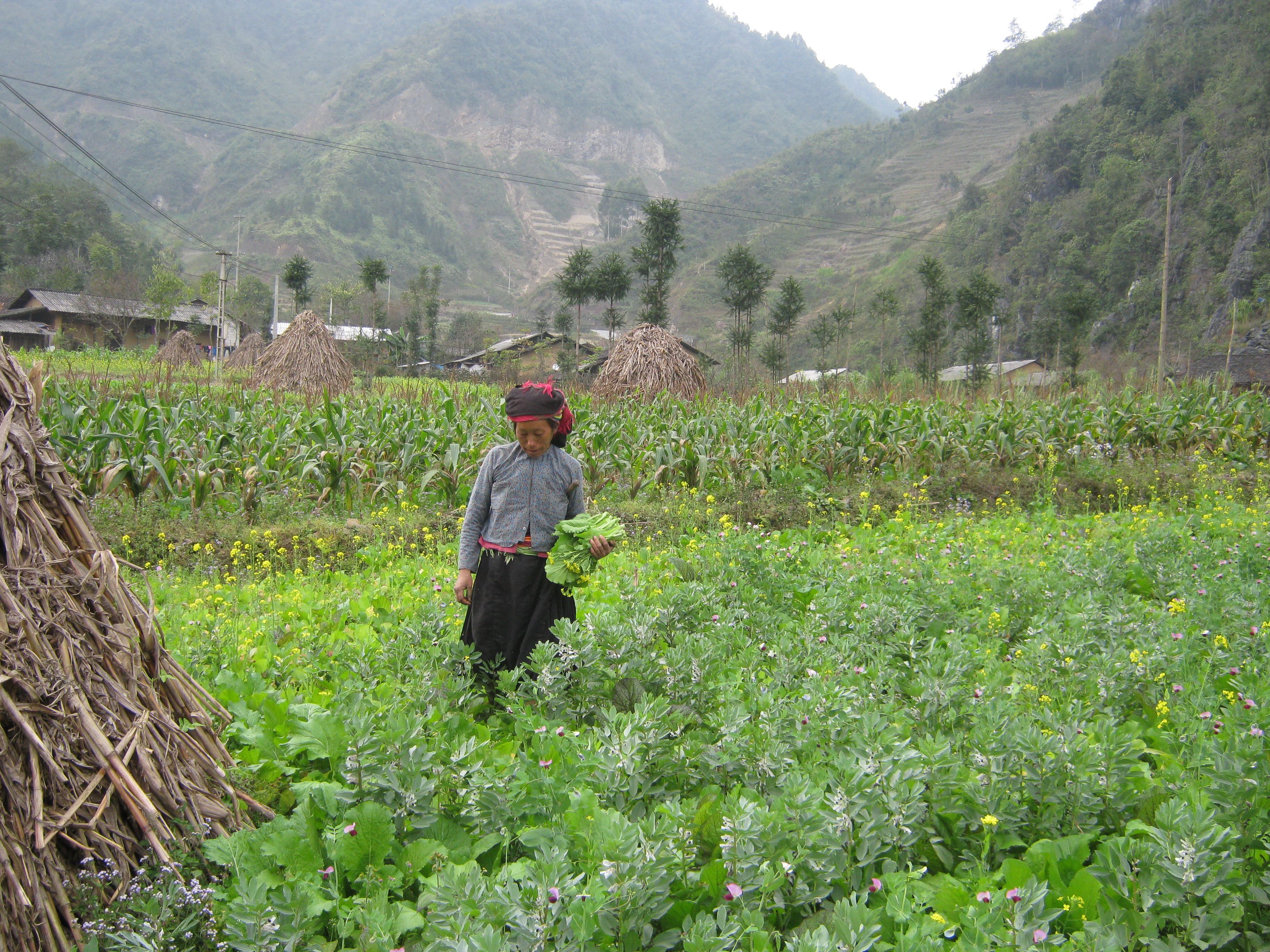 Cánh đồng cải và những cây rơm Hà Giang                 -H.V.H.