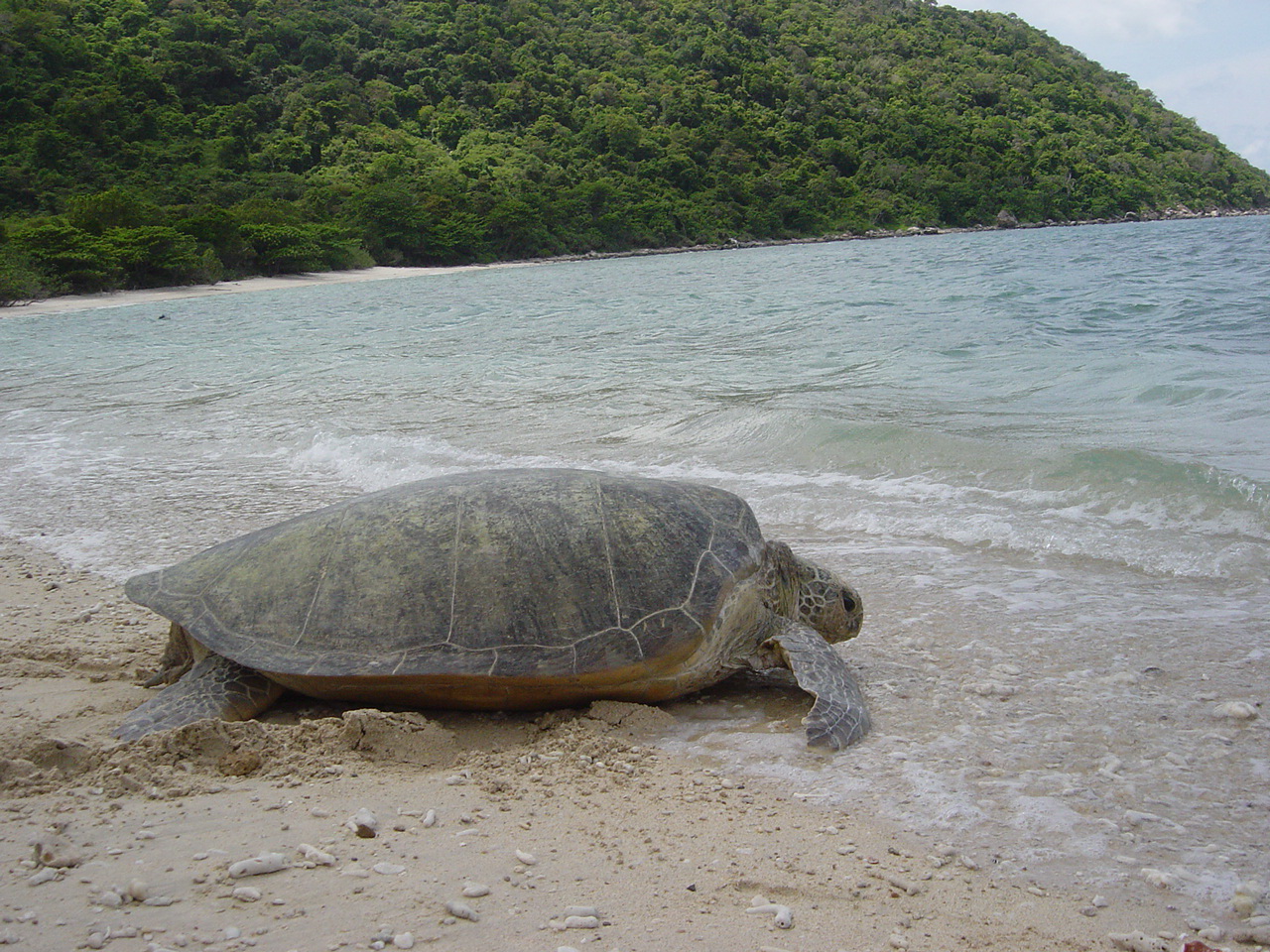Những người bảo vệ rùa biển ở Côn Đảo