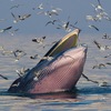Vấn nạn môi trường và khoảnh khắc thú vị về cá voi