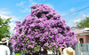 Video: Mê tít cây bằng lăng bung hoa rực rỡ, níu chân du khách