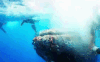 Video: Cận cảnh giải cứu cá voi lưng gù dài 12m bị mắc lưới giữa biển khơi