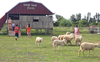 Video: Cà phê trang trại cừu ở miền Tây thu hút khách gần xa