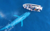 Video: Khoảnh khắc cá voi xanh gần 30m áp sát thuyền của nhóm du khách