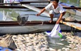 Cá chết hàng loạt ở Đồng Nai do ngạt thở