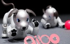Sony ra mắt chó robot mới ứng dụng trí tuệ nhân tạo