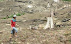 Đắk Nông: Hàng trăm cán bộ cấp đất rừng sai quy định