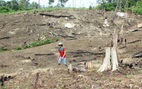 Chiếm dụng đất rừng trái phép, nhiều cán bộ Đắk Nông bị kỷ luật