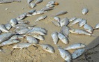 Nhiều cá chết ở bờ biển Đà Nẵng nghi do nổ mìn