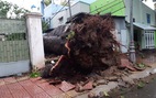 Nhiều cây cổ thụ bật gốc, ngã đổ tại Vũng Tàu