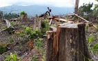 Quảng Nam kỷ luật lãnh đạo kiểm lâm vì vụ phá rừng Tiên Lãnh