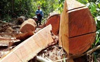 Để xảy ra phá rừng, hàng loạt kiểm lâm bị đình chỉ công tác