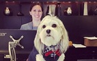 Khách sạn Mỹ 'cho mượn chó cưng' để giải sầu