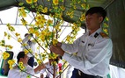 Nghệ sĩ cùng chiến sĩ hải quân gói bánh chưng, trang trí mai vàng đón Tết