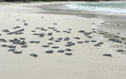 Xúc động ngày tình nguyện 'đỡ đẻ' cho rùa biển Côn Đảo