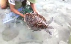 Video: Xúc động cuộc giải cứu rùa biển thoát khỏi rác thải nhựa