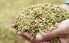 Nông dân Nghệ An hối hả thu hoạch lúa ‘chạy’ bão số 4