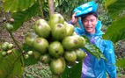 Hiệp hội cà phê Mỹ đánh giá cao cà phê Robusta của Việt Nam