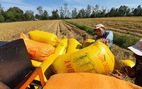 Bộ NN&PTNT kiến nghị tiếp tục cho xuất khẩu gạo nếp