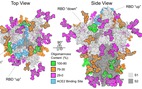 Phát hiện cách virus SARS-CoV-2 ngụy trang nhằm qua mặt hệ miễn dịch