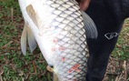 Cá chết hàng loạt dọc sông Mã, phát hiện có việc xả nước thải xuống sông