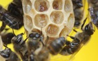 'Bí ẩn sinh học' ở loài ong mật Nam Phi